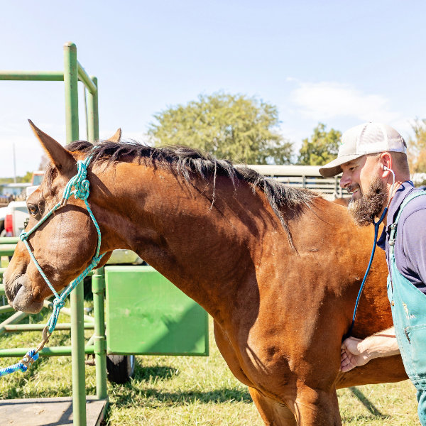 dr-mike-peters-equine-4